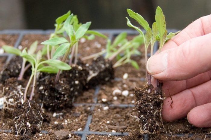Συλλογή σπορόφυτων