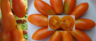 Домат Мидас