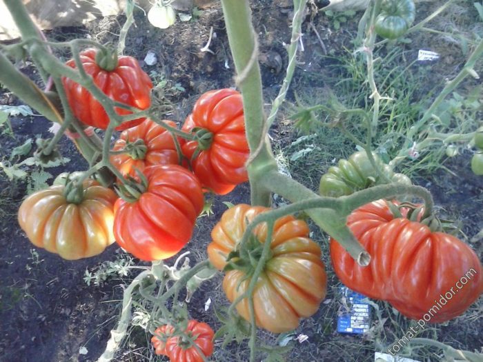 Θάμνοι ντομάτας Sea Star