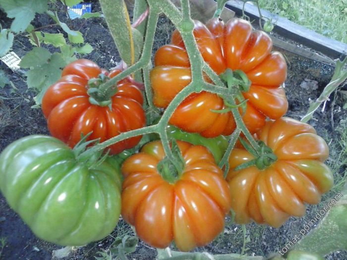 Ένα μάτσο ντομάτες της ποικιλίας Sea Star