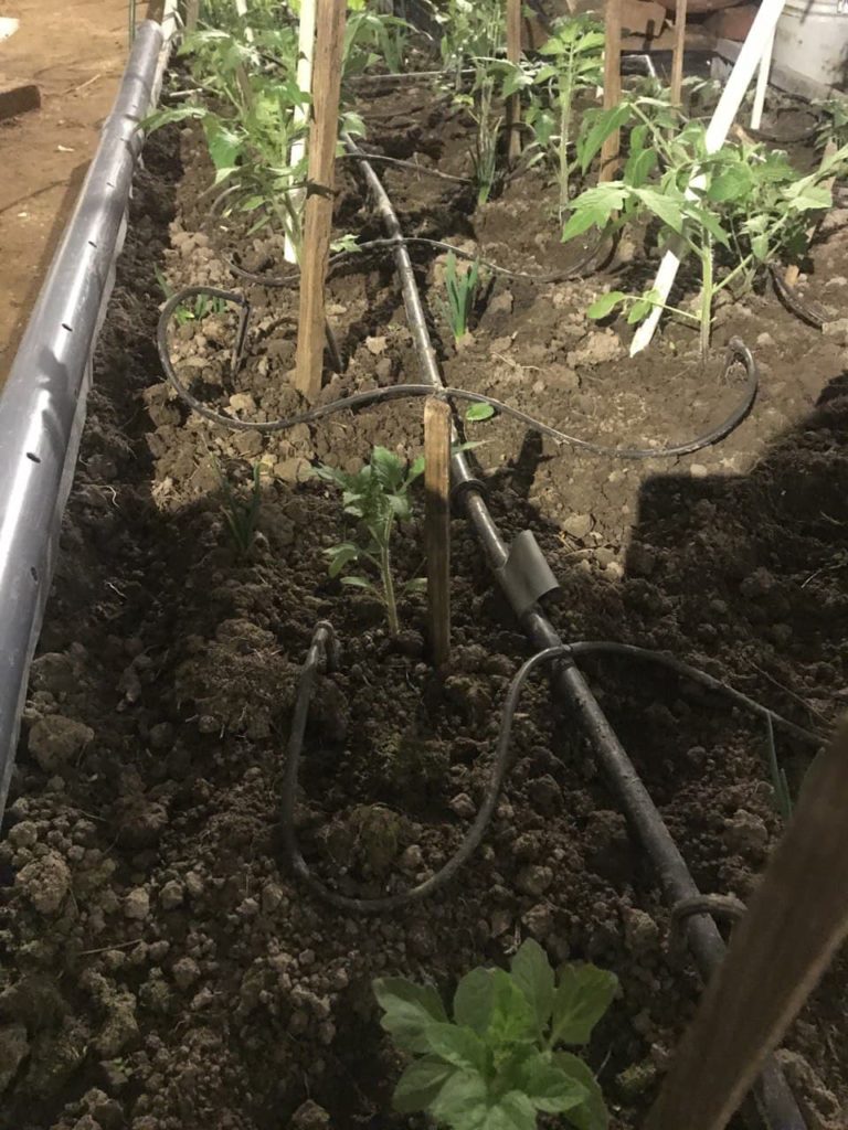 Засаждане на домати