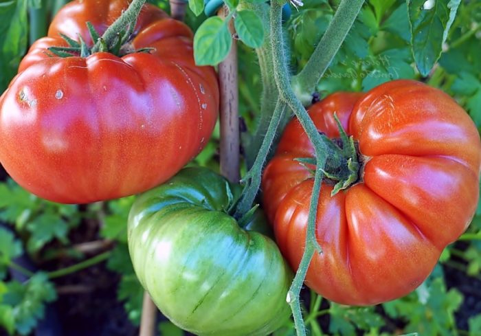 Ένας θάμνος και ένα μάτσο ντομάτες