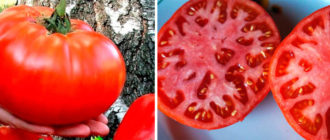 Домат руски размер