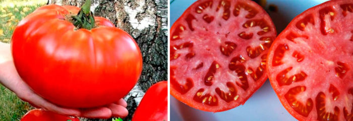 Ντομάτα ρωσικού μεγέθους