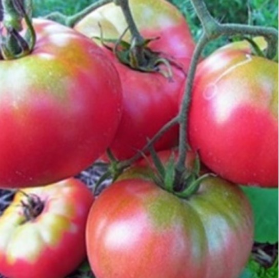 Букет от супергигантски розови домати