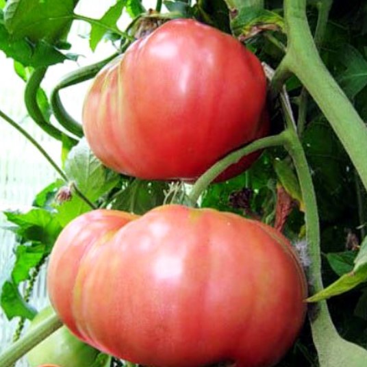 Домати на храста