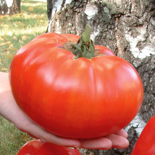 Сорт домати Супергигант XXL