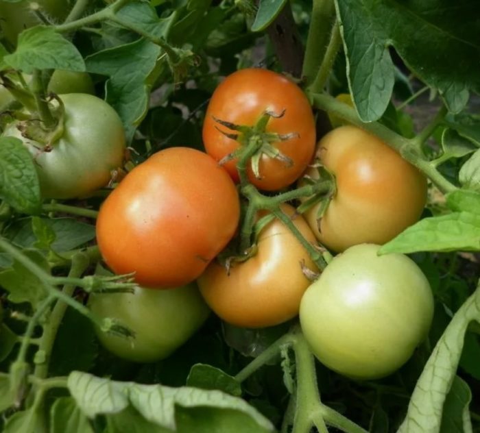 Храст с домати от сорта Волгоградски 323