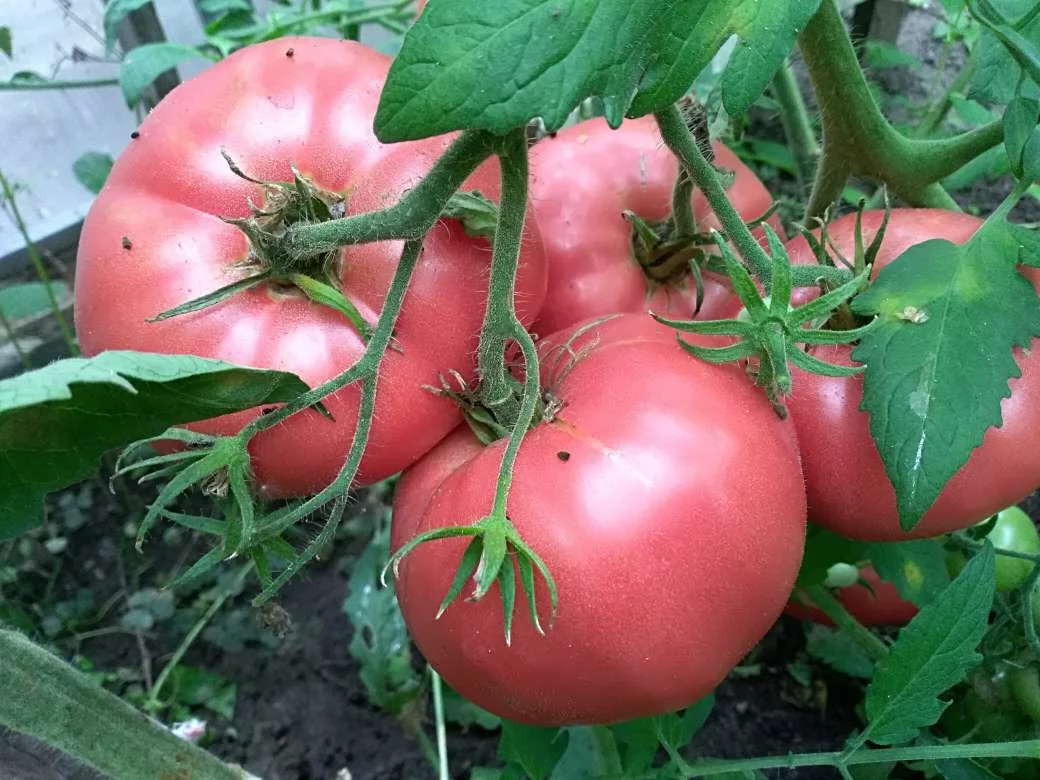 Букет домати от Волгоград Розови