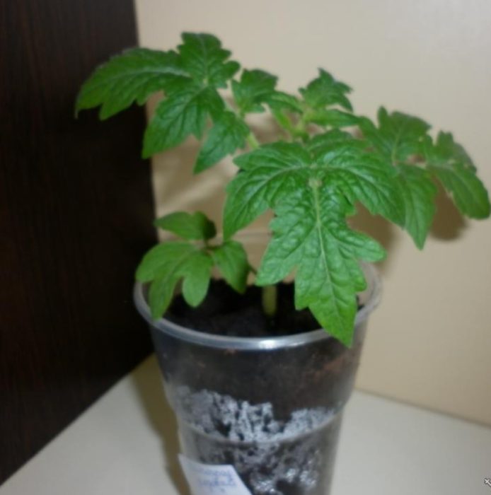 Разсад от сорта домати Волгоградски