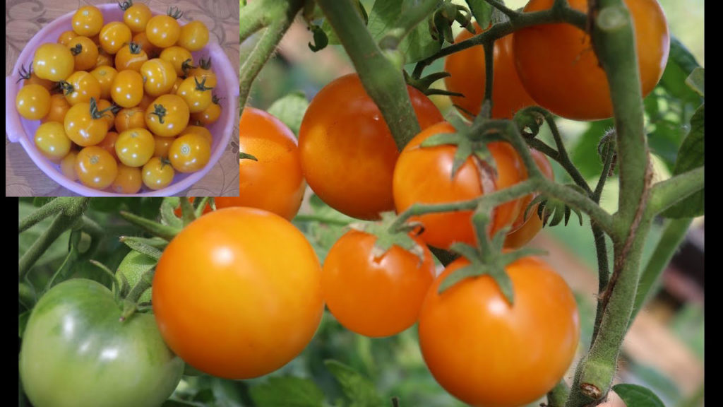 Домати от сорта Амбър 530