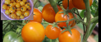 Домати от сорта Амбър 530