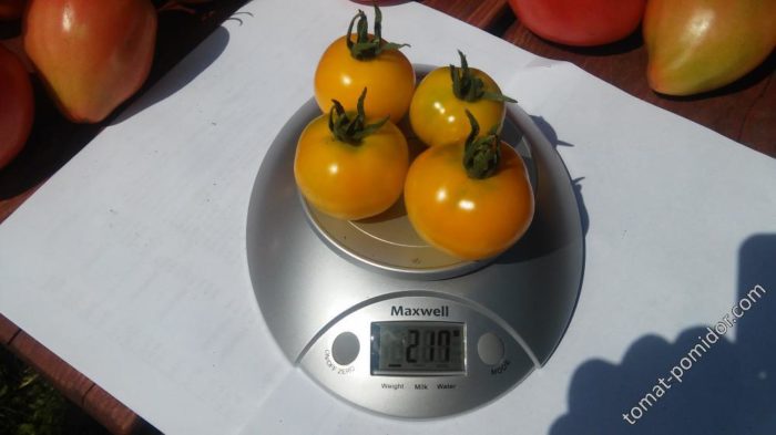 Претегляне на домати