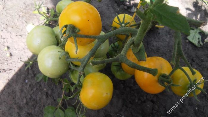 Кехлибарени домати