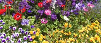 Цветя в цветната градина