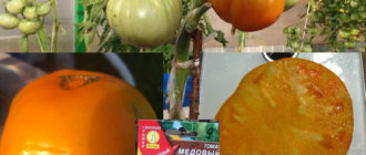 Сорт домати Меден гигант