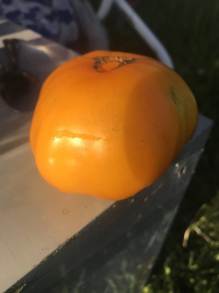 Гигантски доматен плод с мед