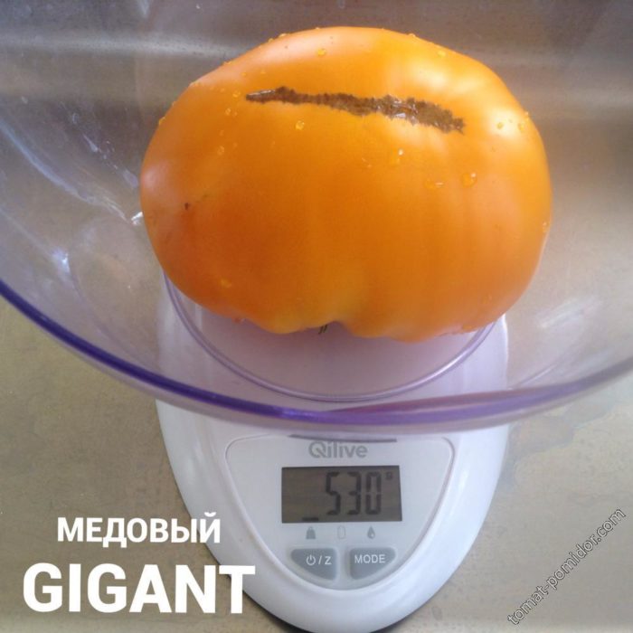 Γίγαντας μελιού στις ζυγαριές