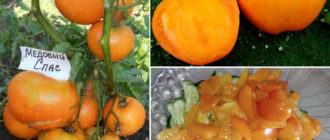 Сорт домати Меден спасител