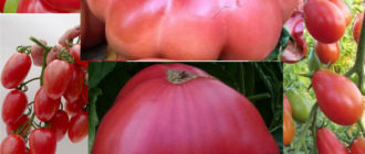 Розови домати