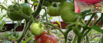 Сортът „Розов гигант“ и неговите възможности