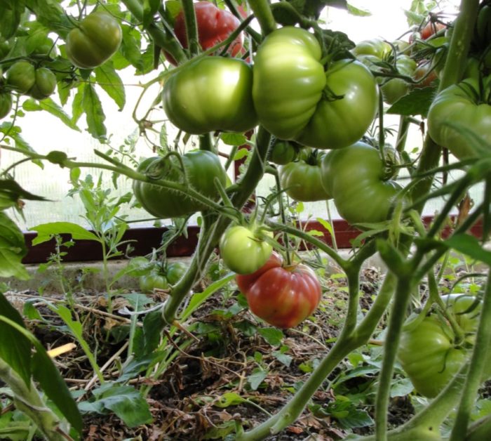 Сорт Розов Гигант на храста