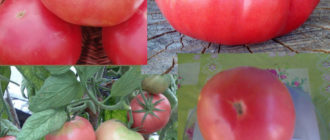 Сорт домати Розов слон