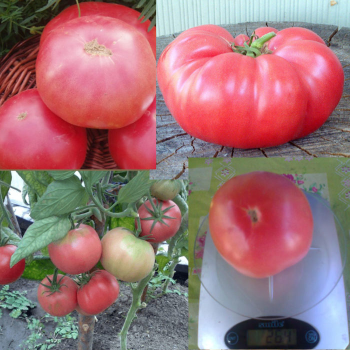 Ποικιλία ντομάτας Pink Elephant