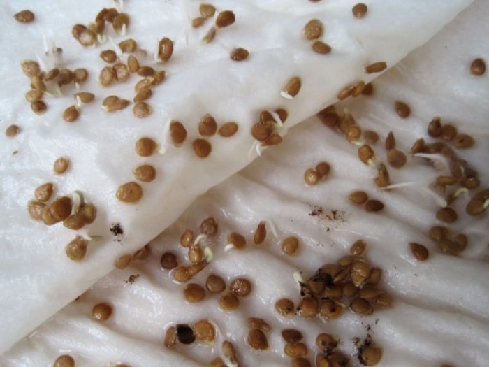 Σπόροι ντομάτας