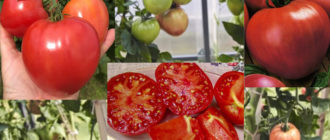 Сорт „Розов спам“