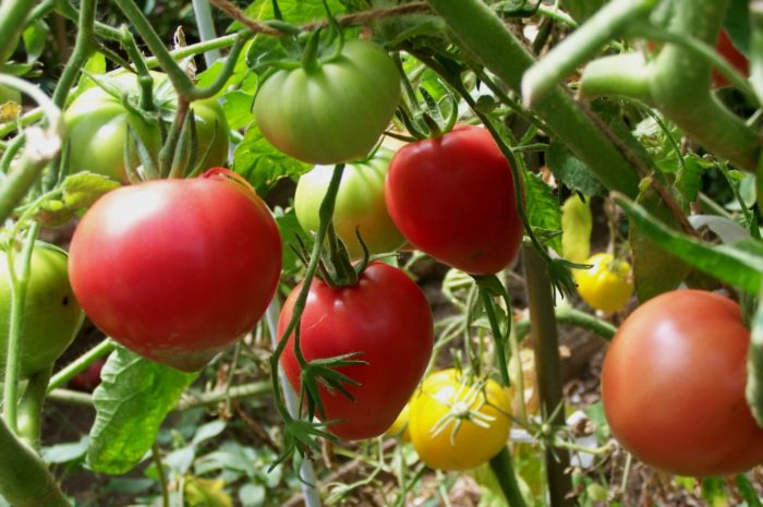 Доматен храст Pink Spam