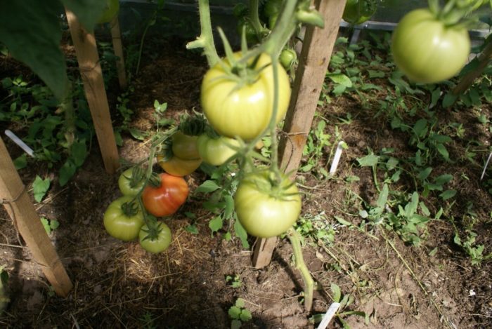 Розови домати сорта Спам на храста