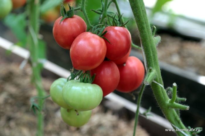 Храст със зрели плодове