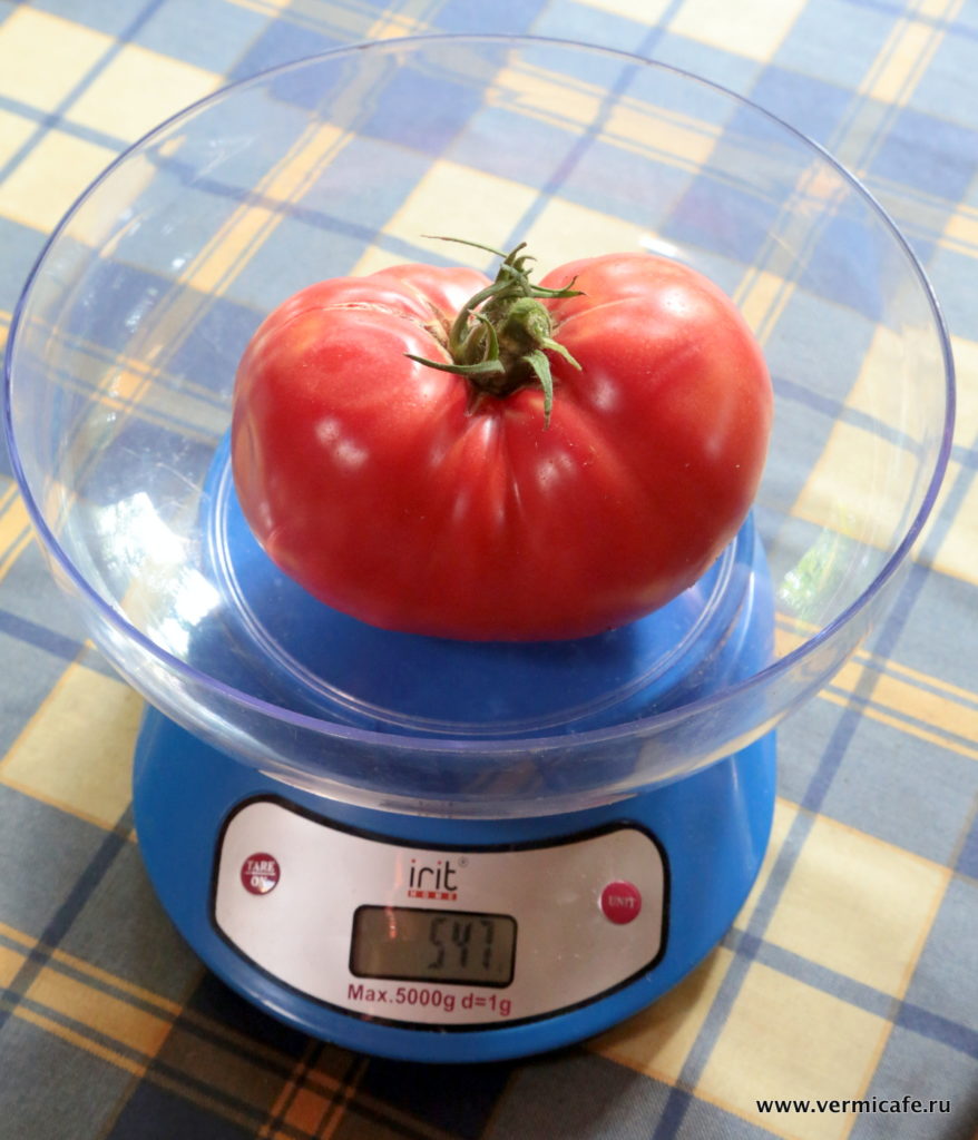 Домат на кантара