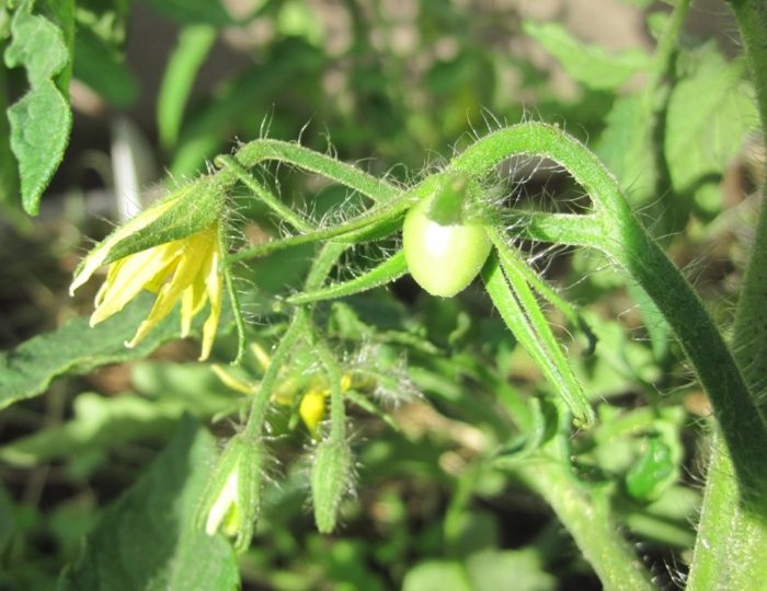 Първите яйчници