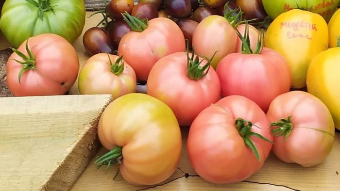 Плодовете узряват