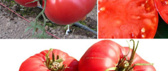 Домати от сорта Узбекистан или Юсуповски