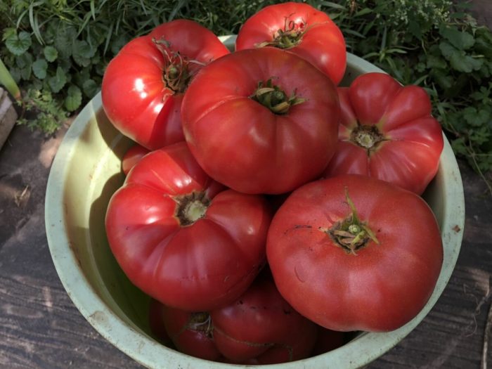 Ντομάτες σε ένα μπολ