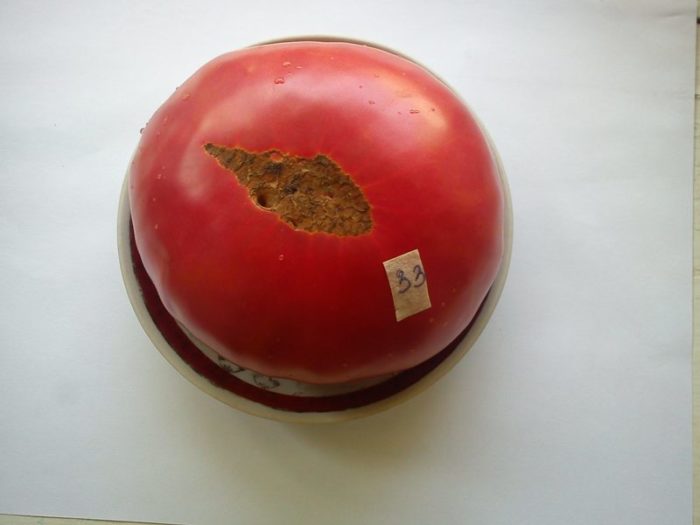 Ποικιλία ντομάτας Yusupovsky