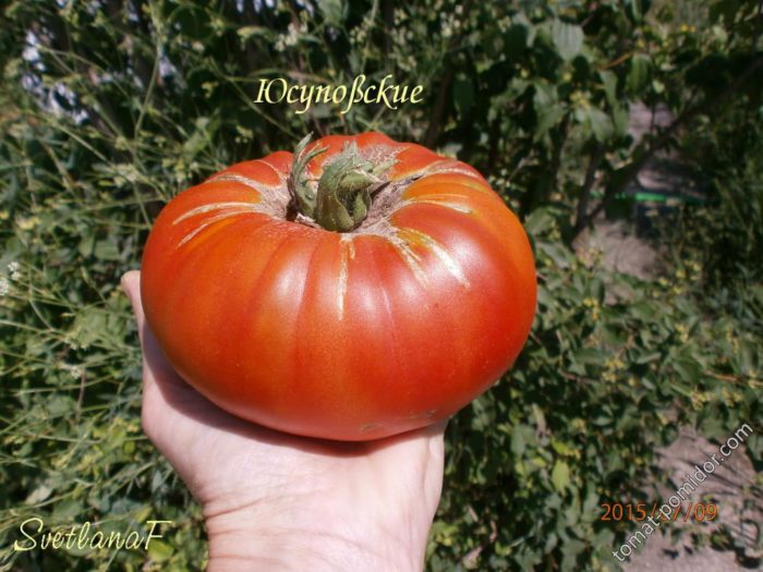 Μεγάλοι καρποί της ποικιλίας Yusuprovskiy