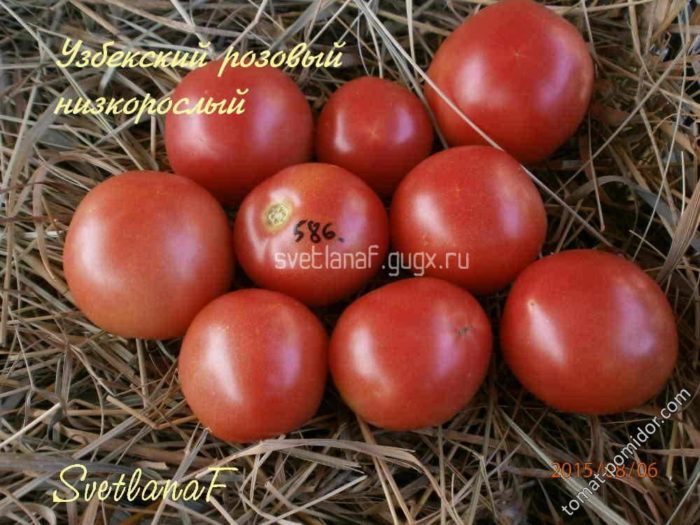 Ποικιλία ντομάτας Yusupovsky