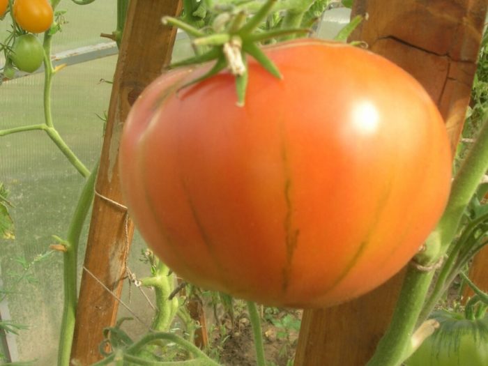 Ποικιλία Yusupovsky στον θάμνο