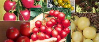 Сортове череши и вишенка