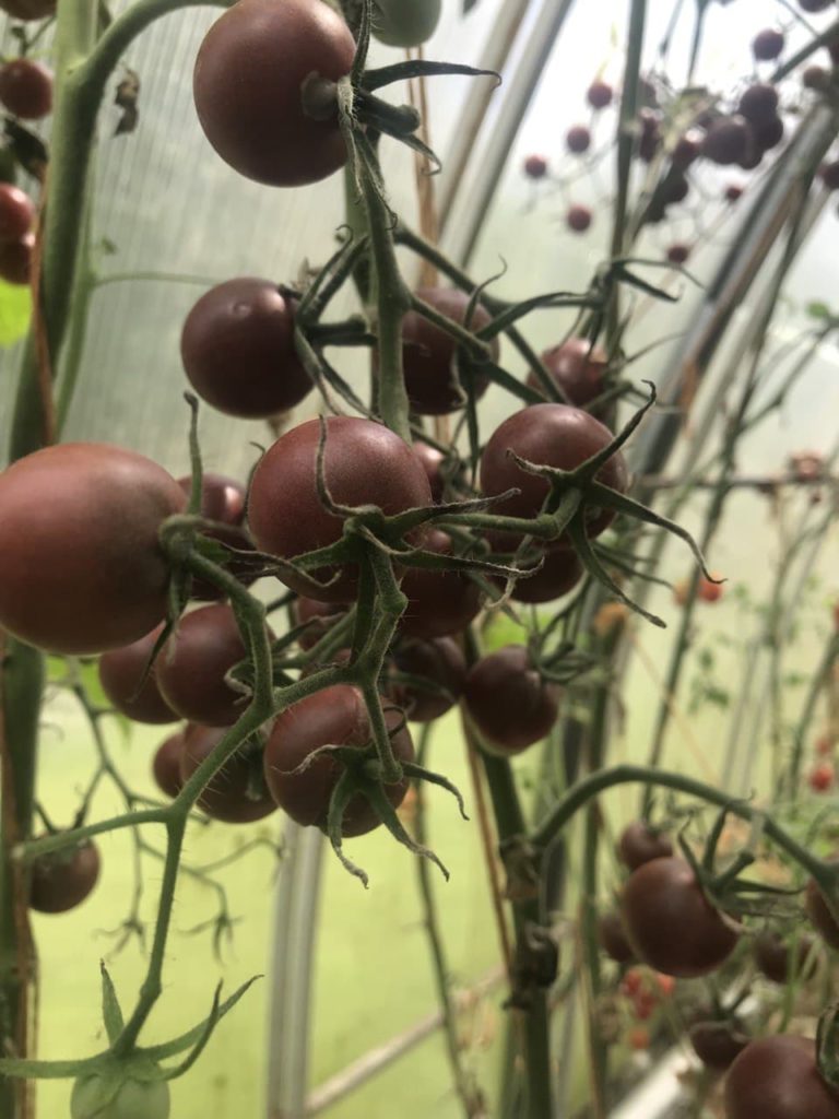 Черни домати