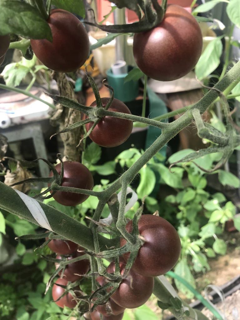 Черни доматени храсти и плодове