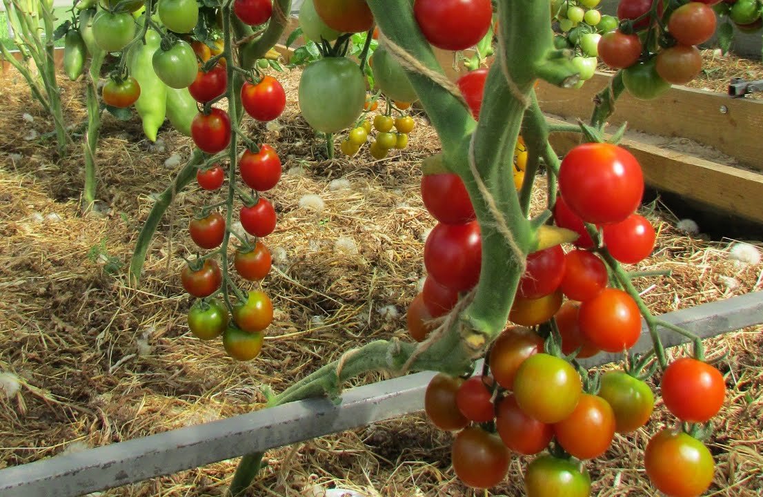 Червен чери домат на храста