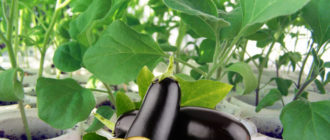 Разсад от патладжан