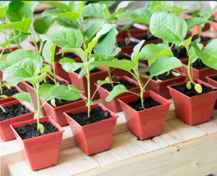 Разсад от патладжан