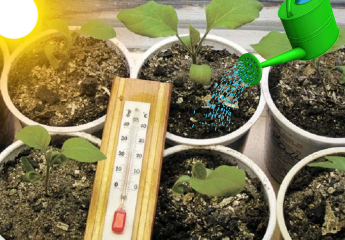 Грижа за разсад от патладжан