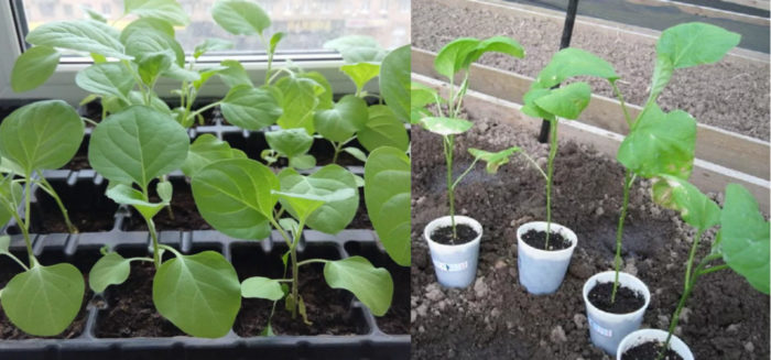 Удължени разсад от патладжан